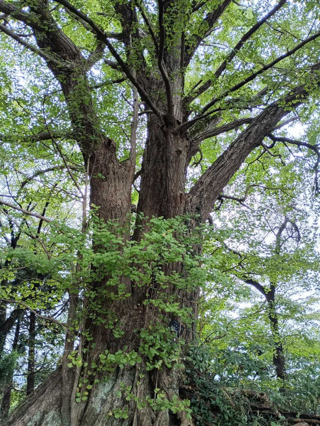 御神木✴のイチョウ
銀杏頂きます😍
皆、夢中で拾っていました
