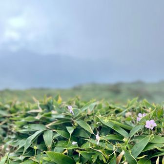 山頂で少し待つがはれず
仕方ない