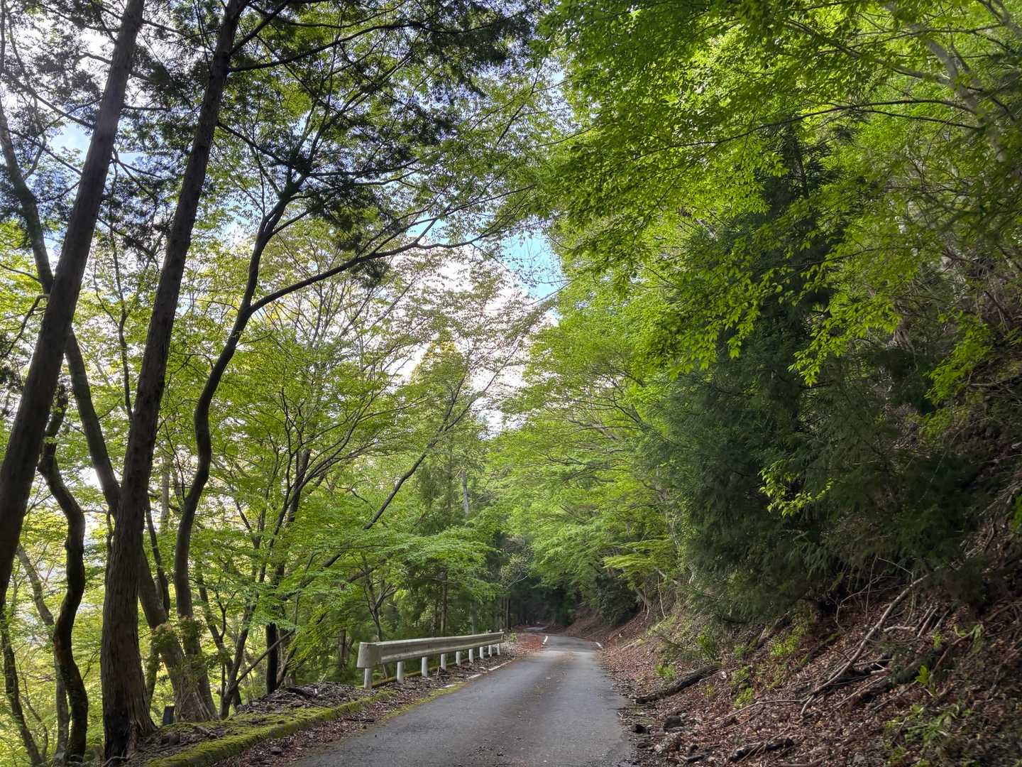 緑が綺麗
