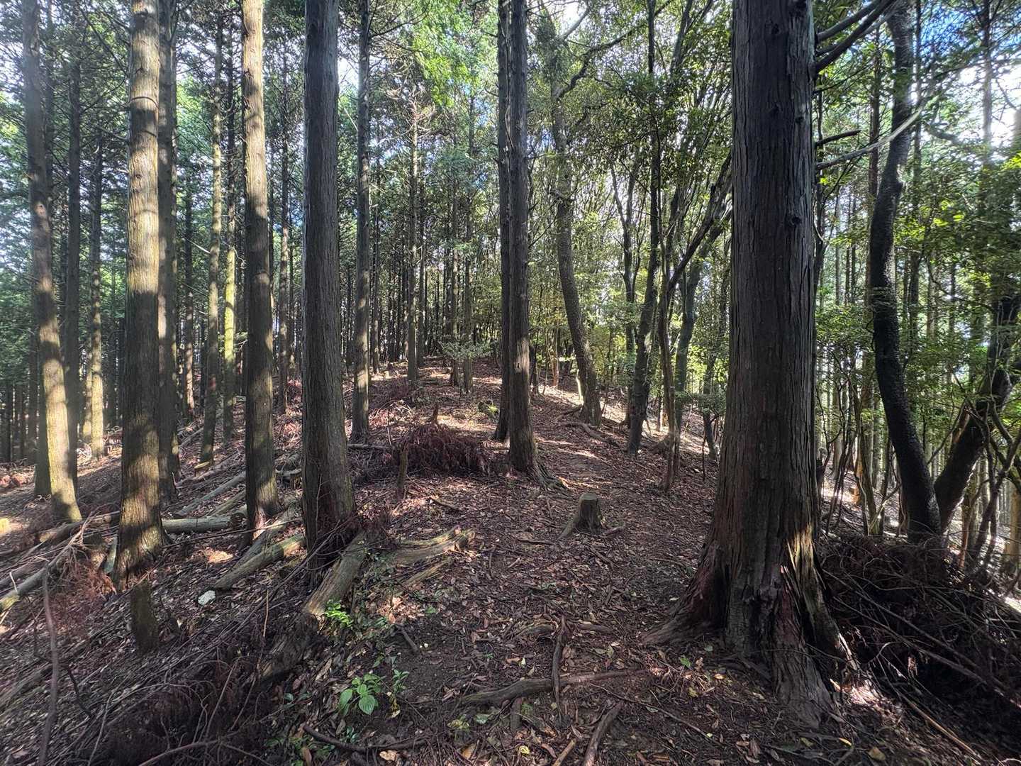 霧が晴れてきました