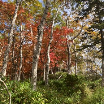 あとは紅葉🍁