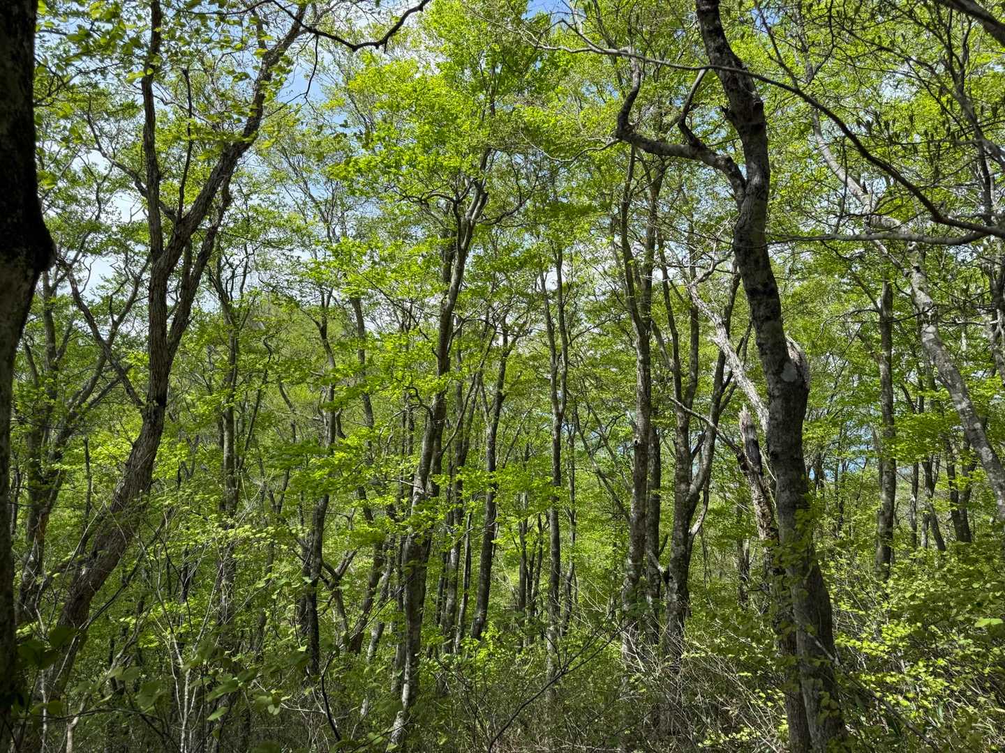 瀧山-コエド越え 周回コースの写真