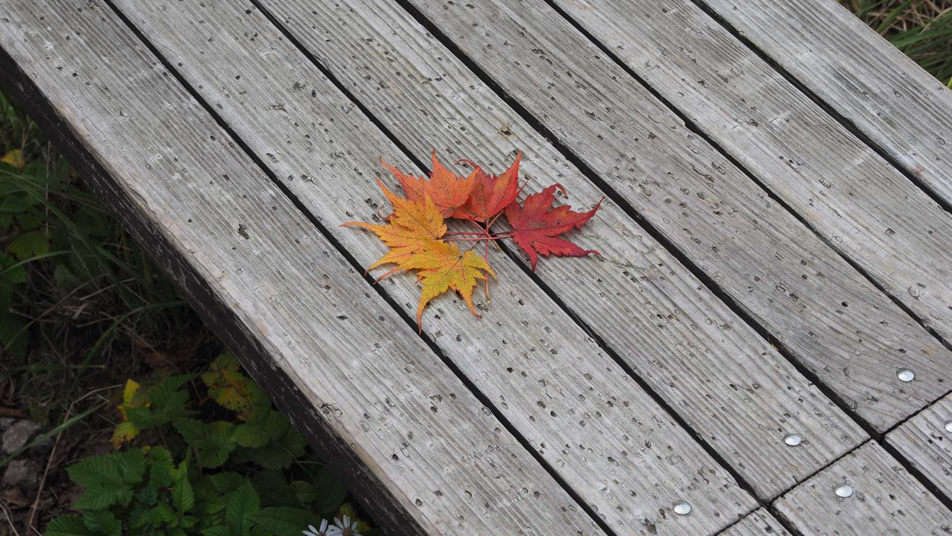 先行者の作品、中々のセンス😙
もしかしたらYAMAPに上げてるかも