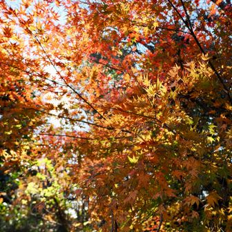 遠望峰山山頂周辺の紅葉