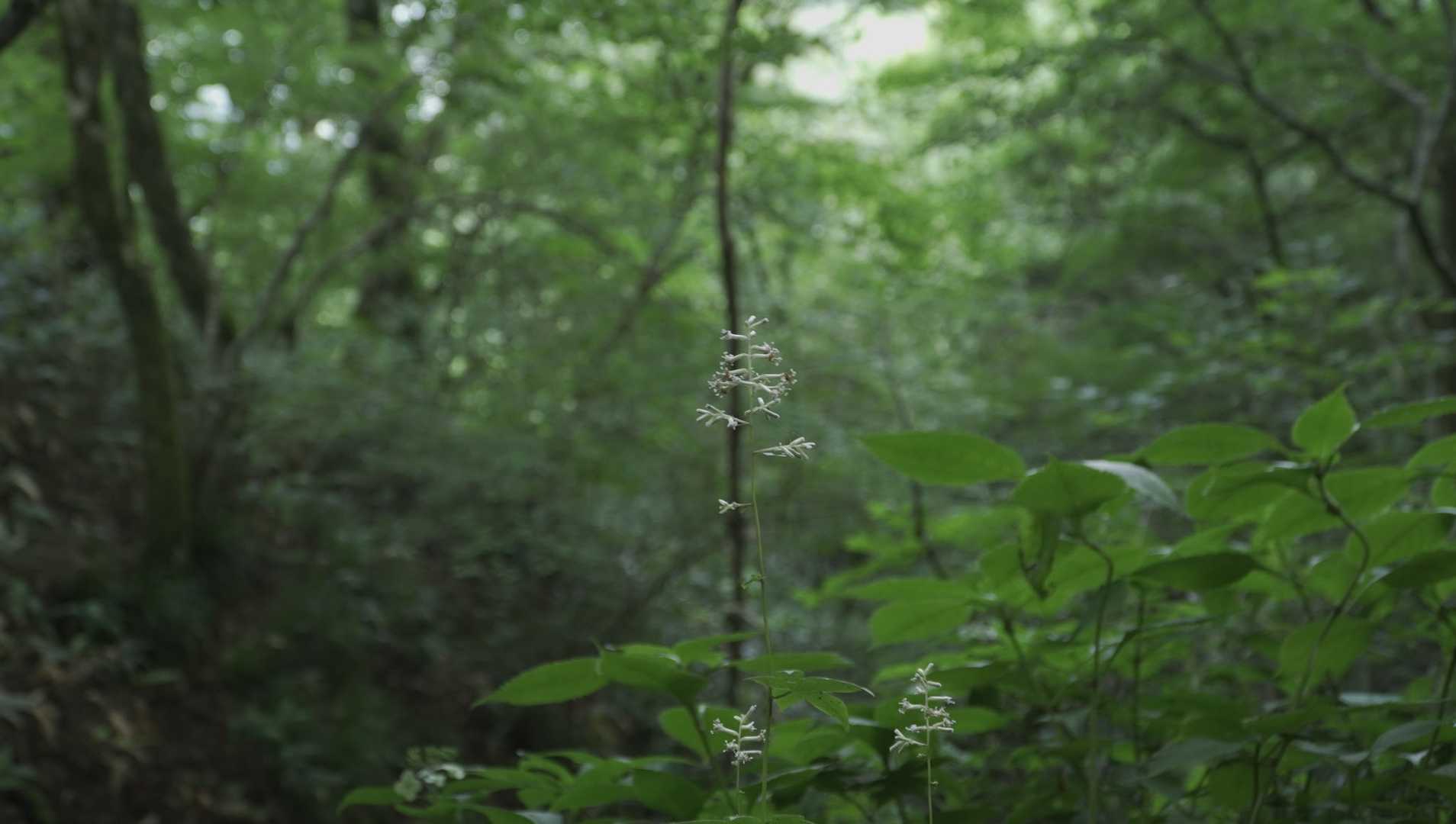 テバコモミジガサ