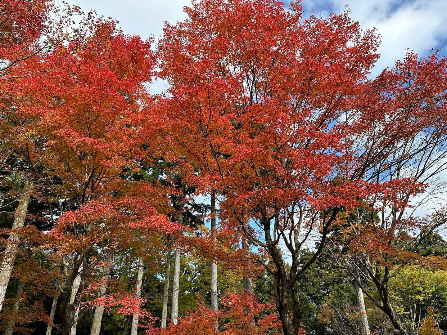 山嶺駅-雲辺寺山 往復コースの写真