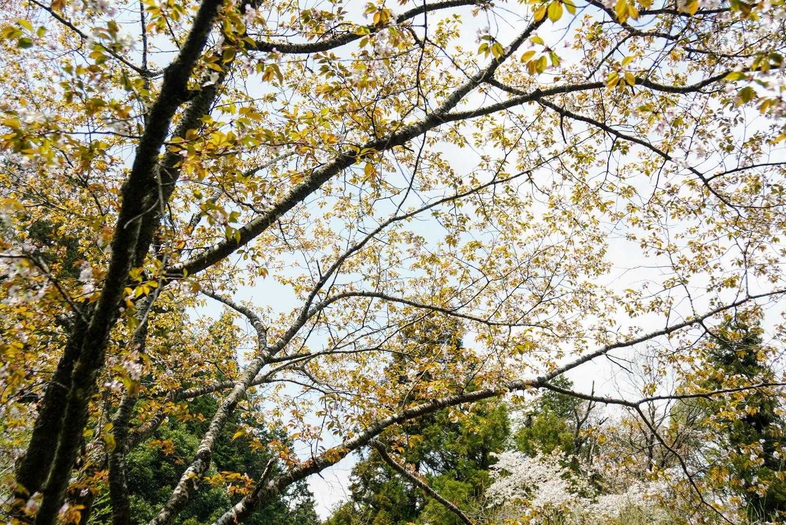 山から降りると、ここにも山櫻👍️