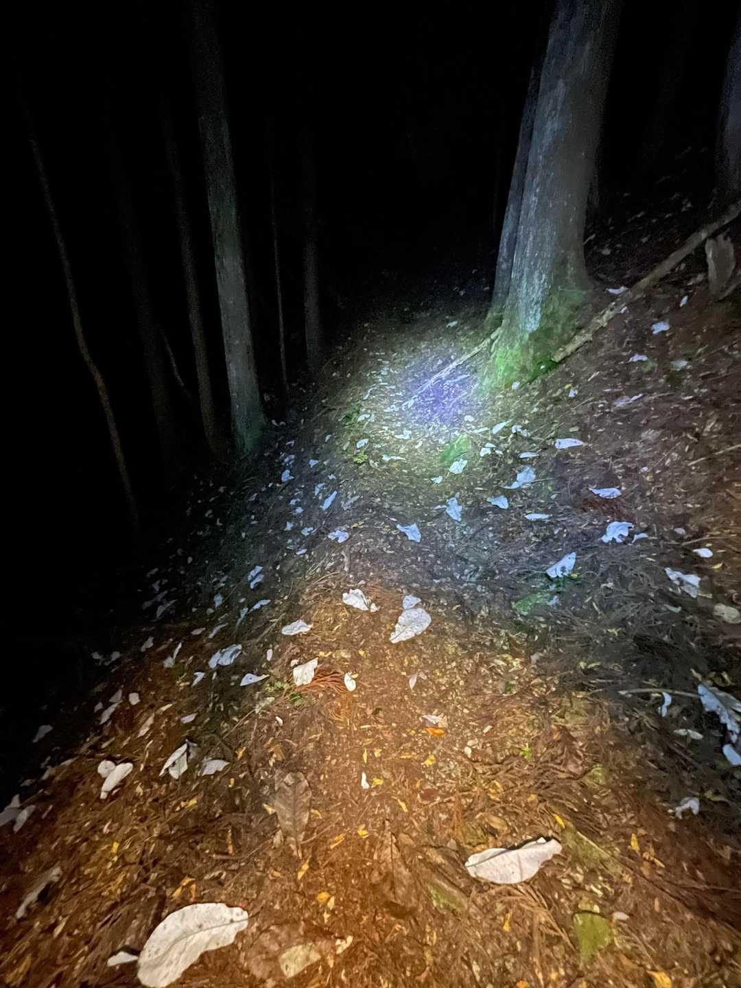 朴の葉が散る行手を照らす、明るい400ルーメンのヘッデン💡前回の妙高山の反省により夜間歩行の際は複数の高照度ライトの使用により照度や範囲が極端にアップ💡⤴️