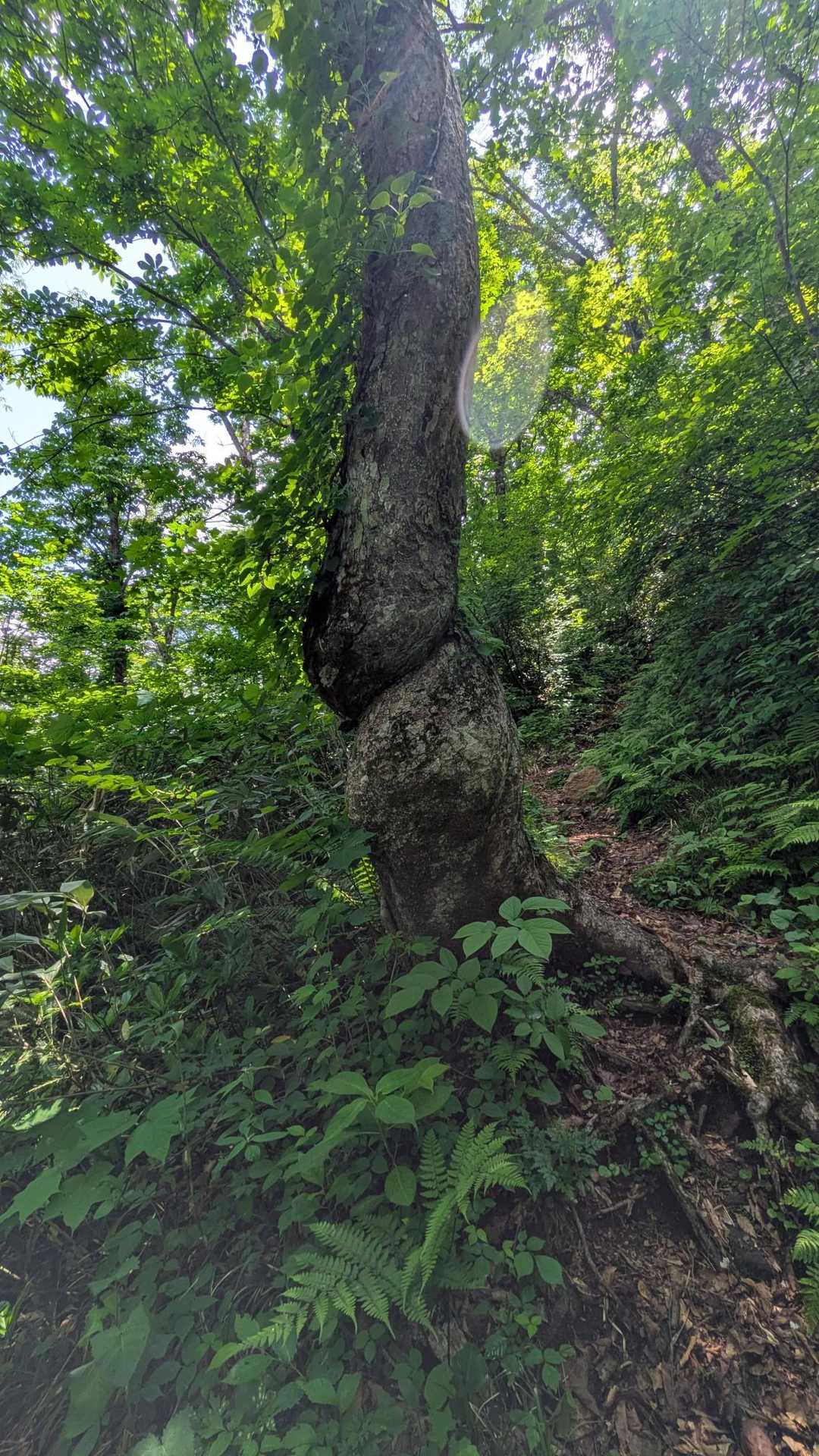 ねじねじ🌳