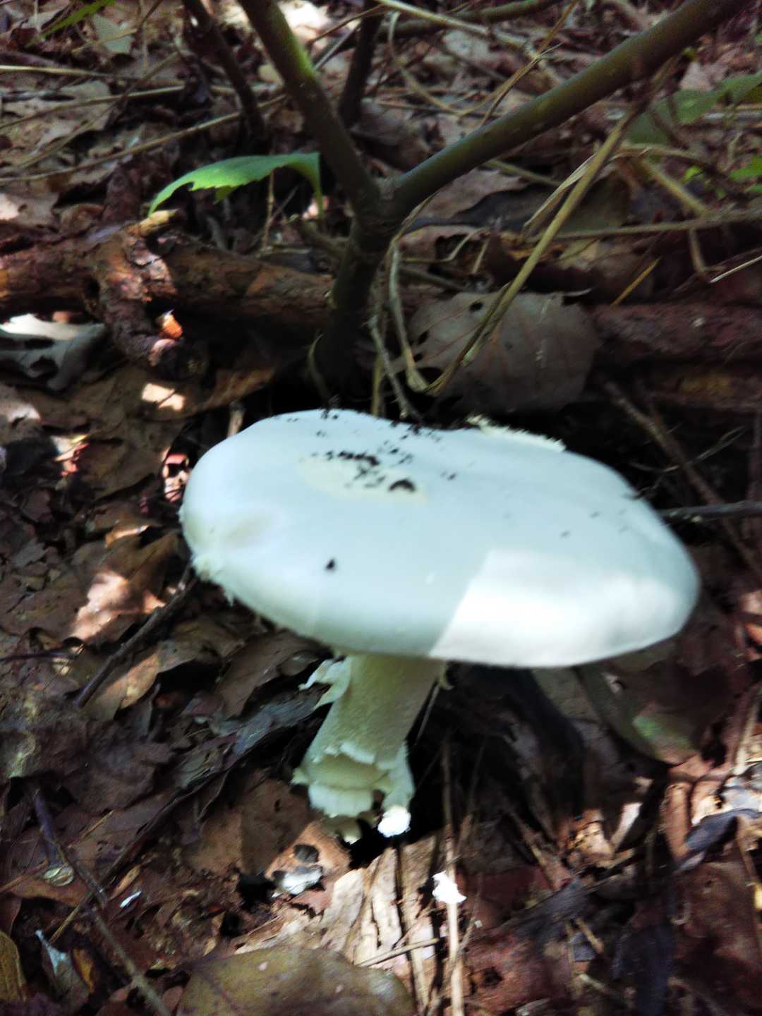 こちらは色白さん🍄