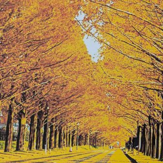 これポストカード
こんな黄色のメタセコイア期待してたのに…