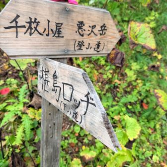 椹島ロッヂに降りて行きます