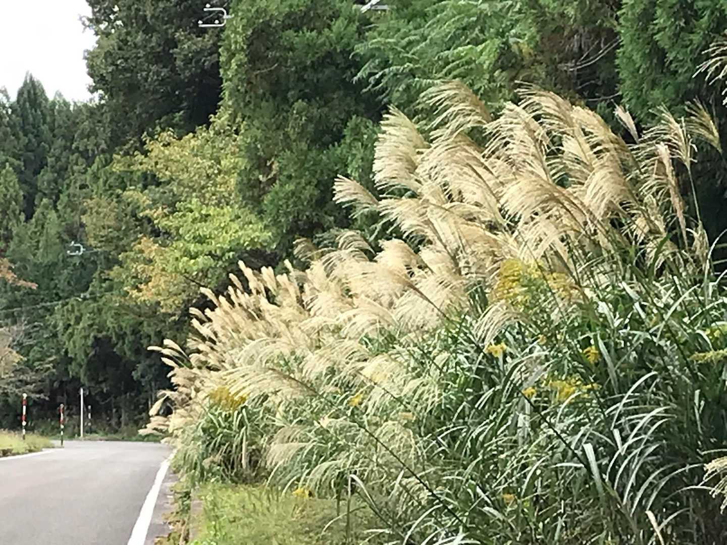 【フラット登山】滋賀・賤ヶ岳と余呉湖の写真