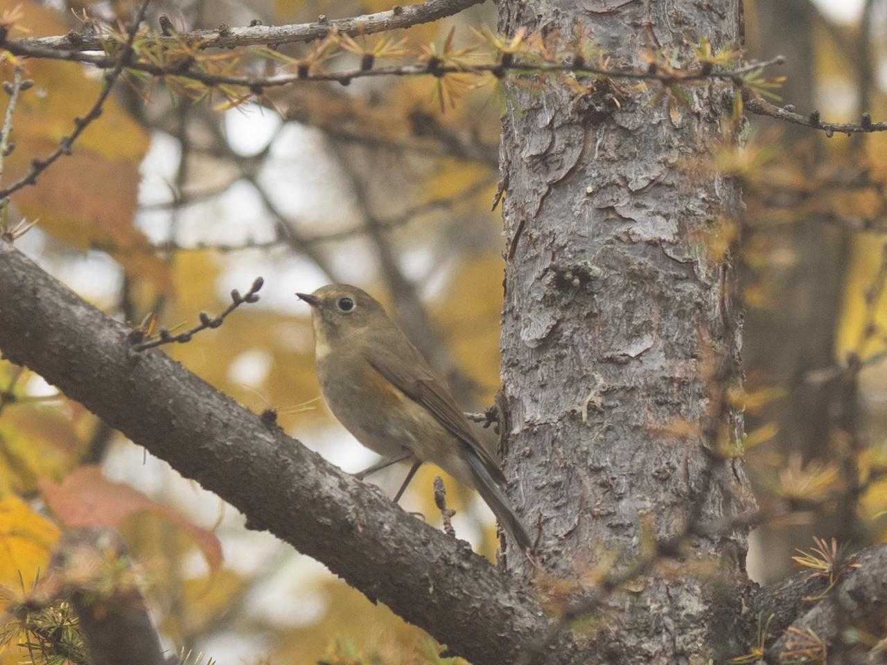 野鳥さん