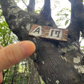 ここから表道に出て山頂へ