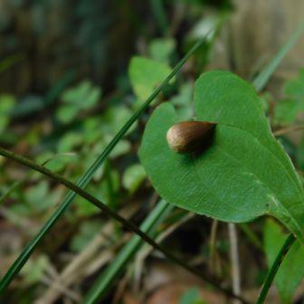 見事に乗ってる…🌰!!