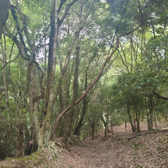 ここから山道へ。すれ違いしたのは1人だけでしたが、シーズンにはそれなりに歩く人いるだろうな。