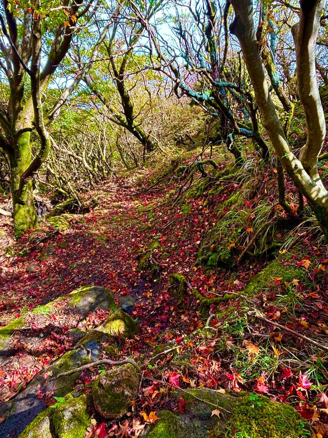 下山も最高に感じる🍁✨



最後までお読み下さりありがとうございました。


╰(*´︶`*)╯🍁✨

