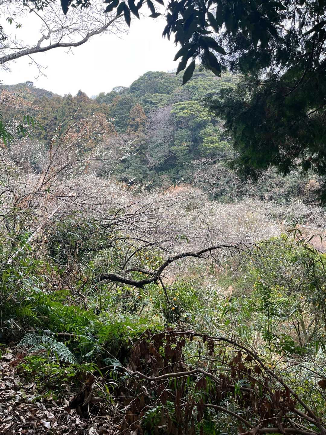 可也山 縦走コースの写真