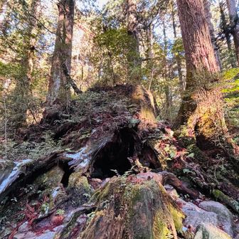 ウィルソン株💁‍♂️
雪が無くなったので軽アイゼン外す🥾