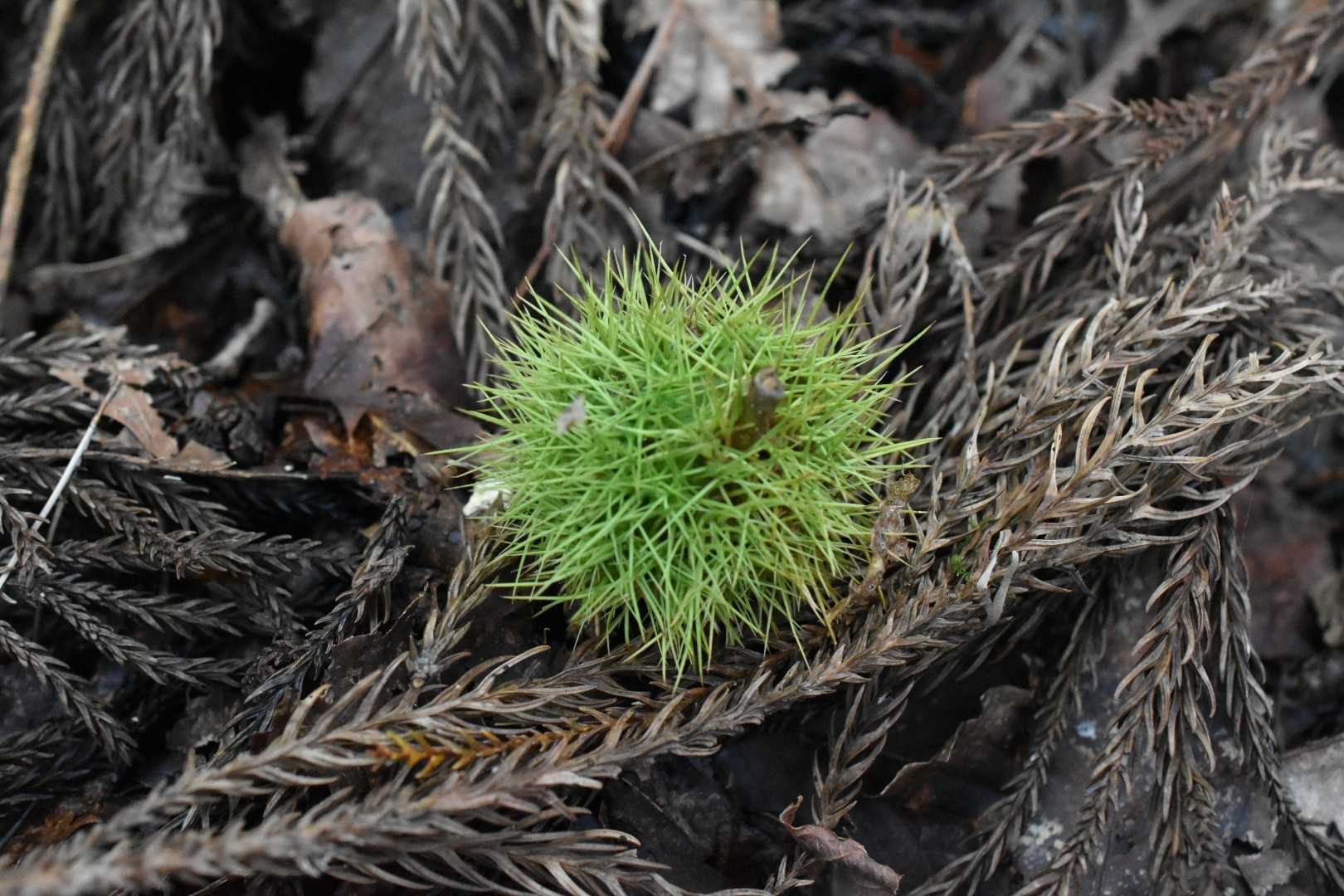 実りの秋🌰✨