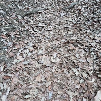 さすがしっかり踏み固まってます