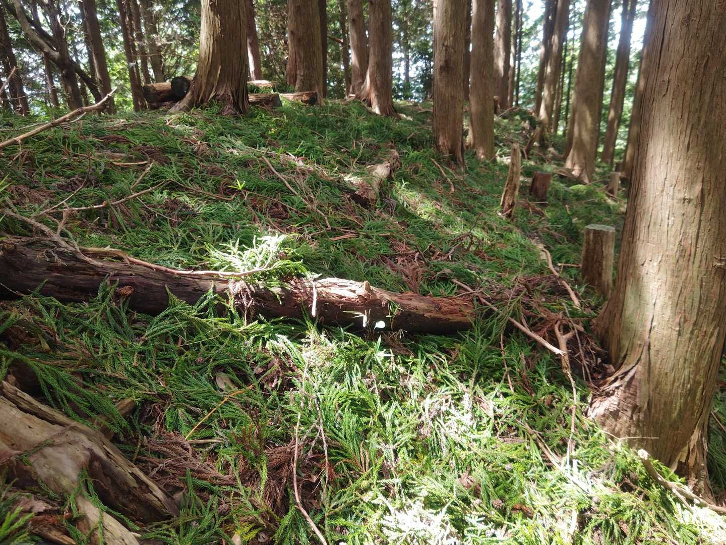 堀坂峠-堀坂山 往復コースの写真