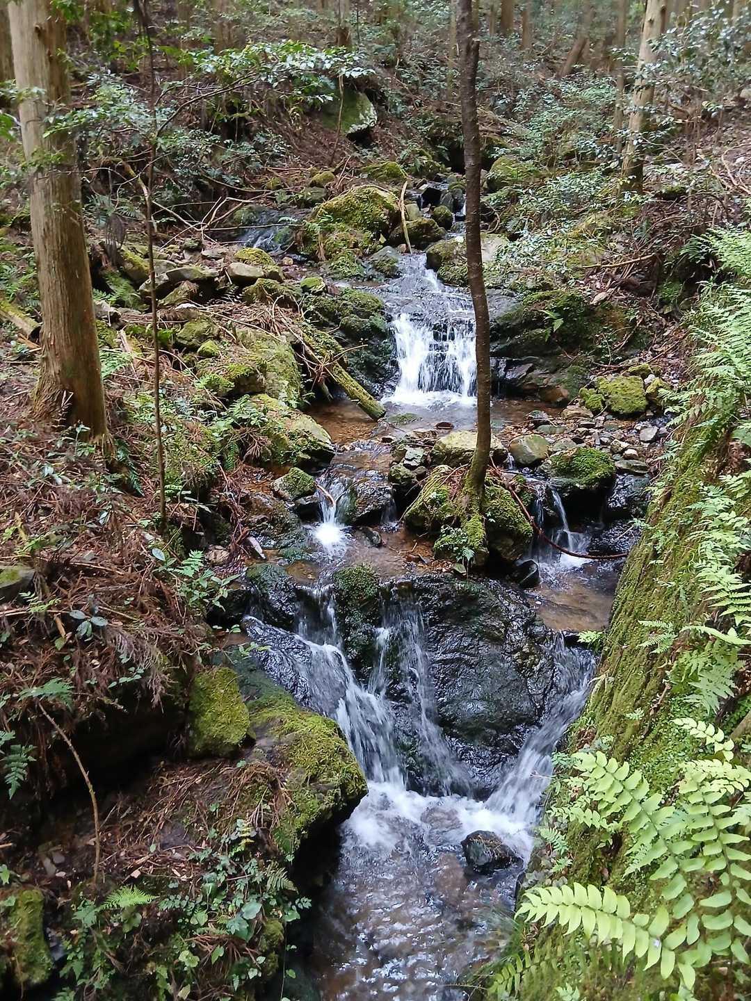 遠見山-納古山 周回コースの写真
