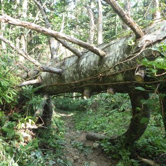 大きな倒木をくぐれば、登山口は近い。