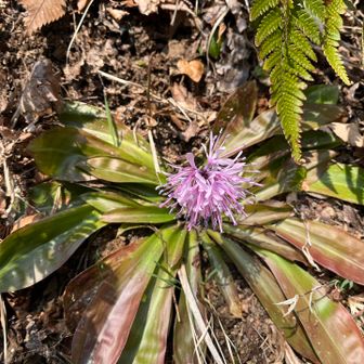ショウジョウバカマ