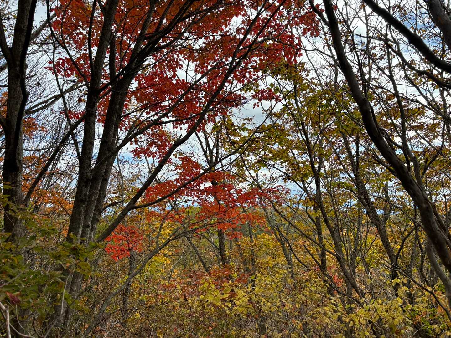 下降コース入口-お分れ峠-泉ヶ岳 往復コースの写真