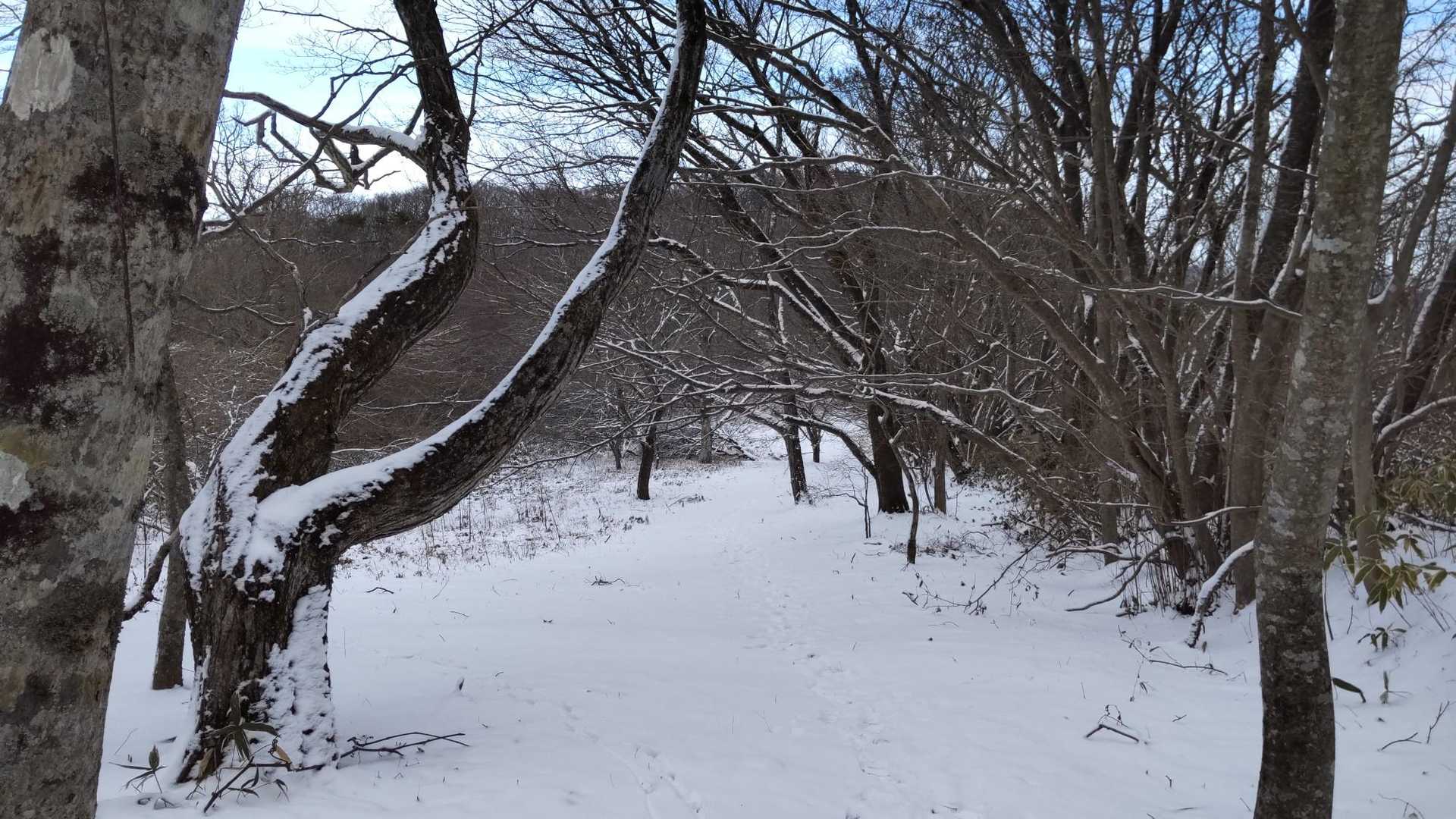 山ガールの声も気になりますが、先に三角点？を目指します！