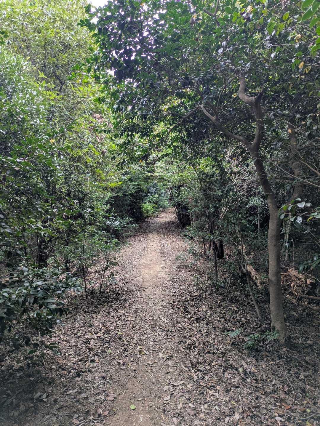 こんな感じの山道が多かったです😊