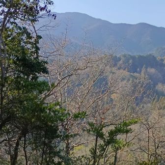 麻呂子山より岩橋山を望む