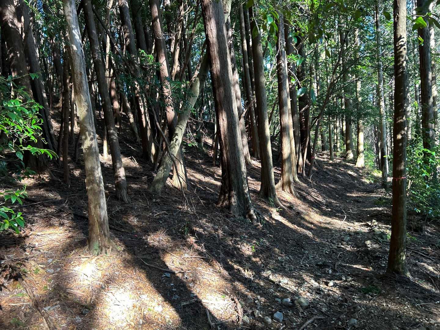 貫ヶ岳（中沢登山口）の写真