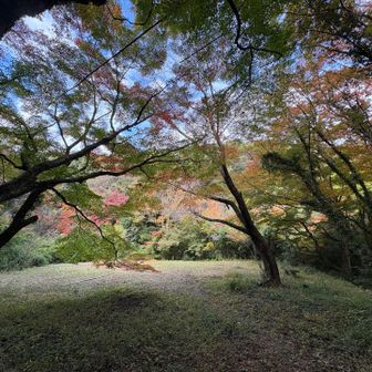 妙相寺境内の紅葉
