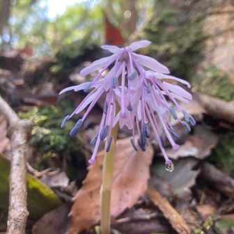 ショウジョウバカマ