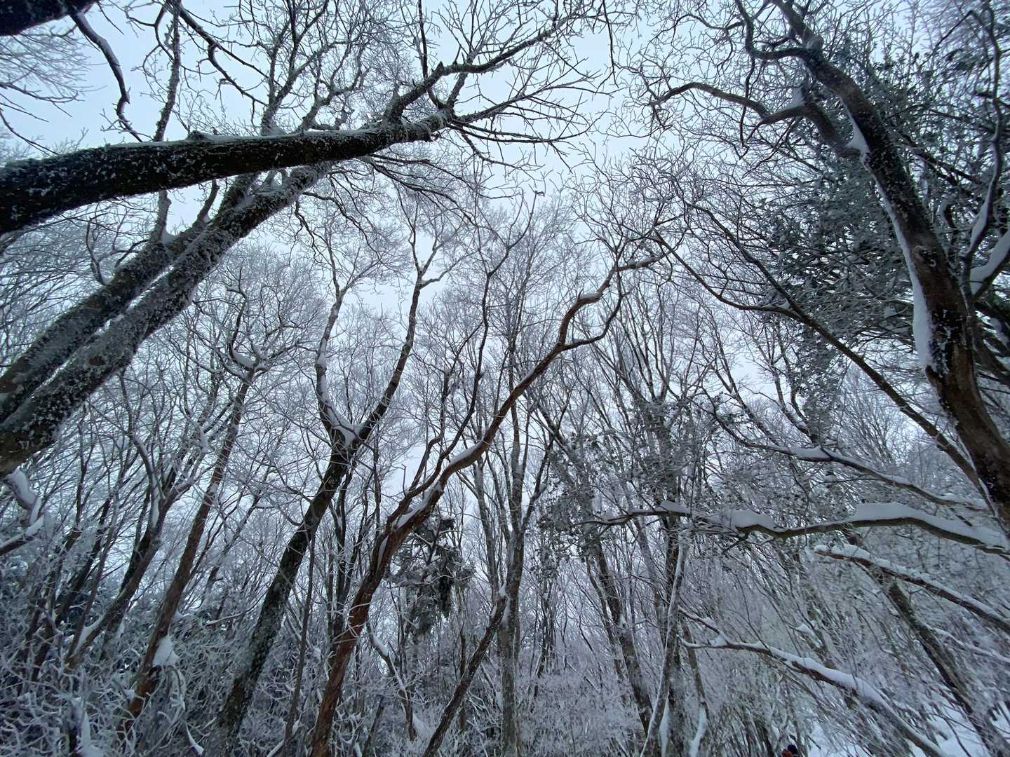 霧氷が綺麗デス