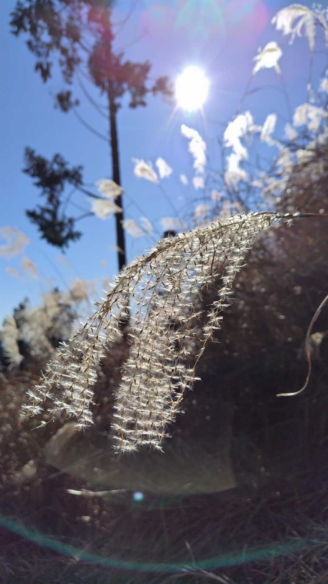 ススキも良い感じです🌾✨