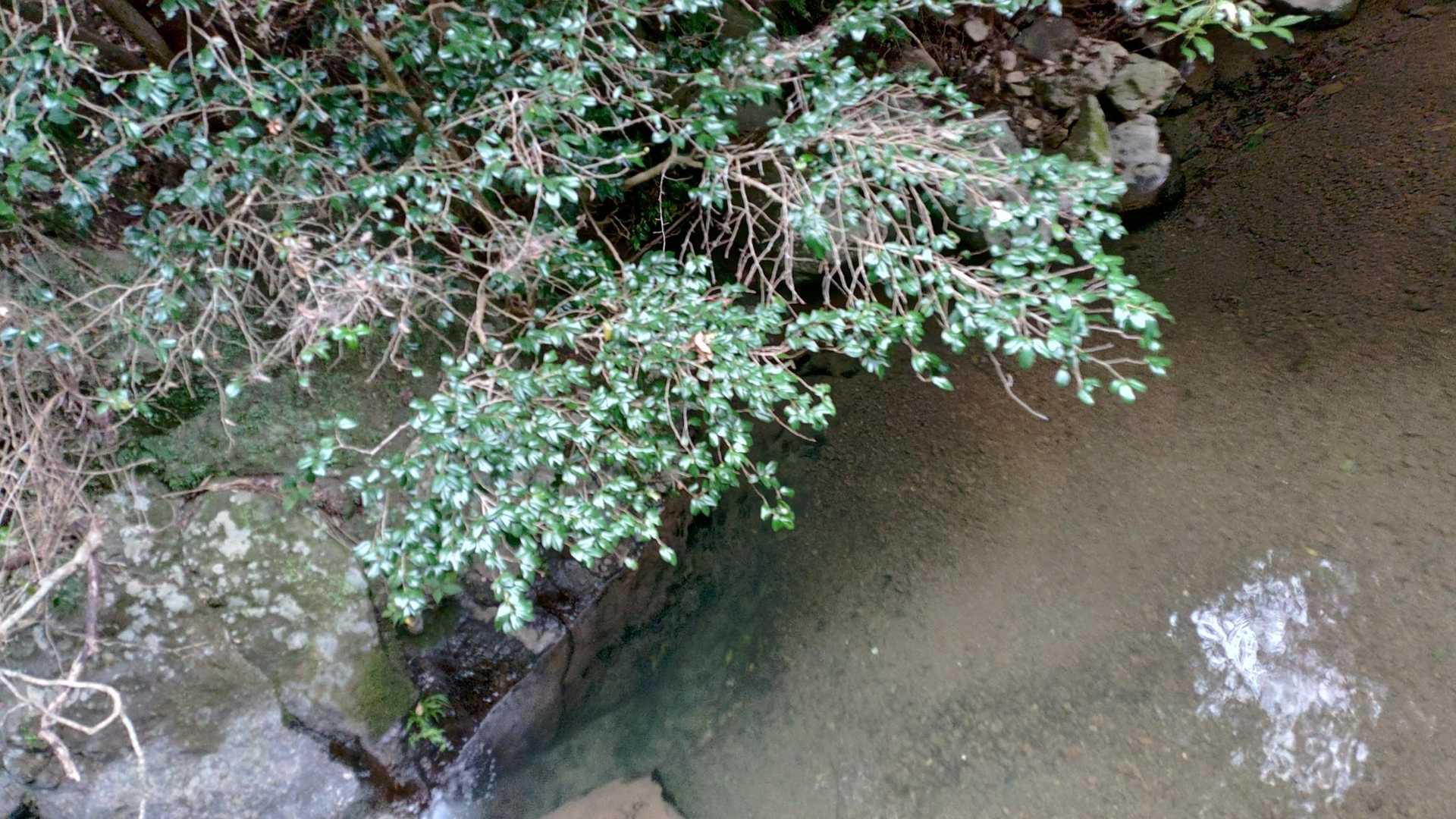 今日はすごく水が綺麗でごわした