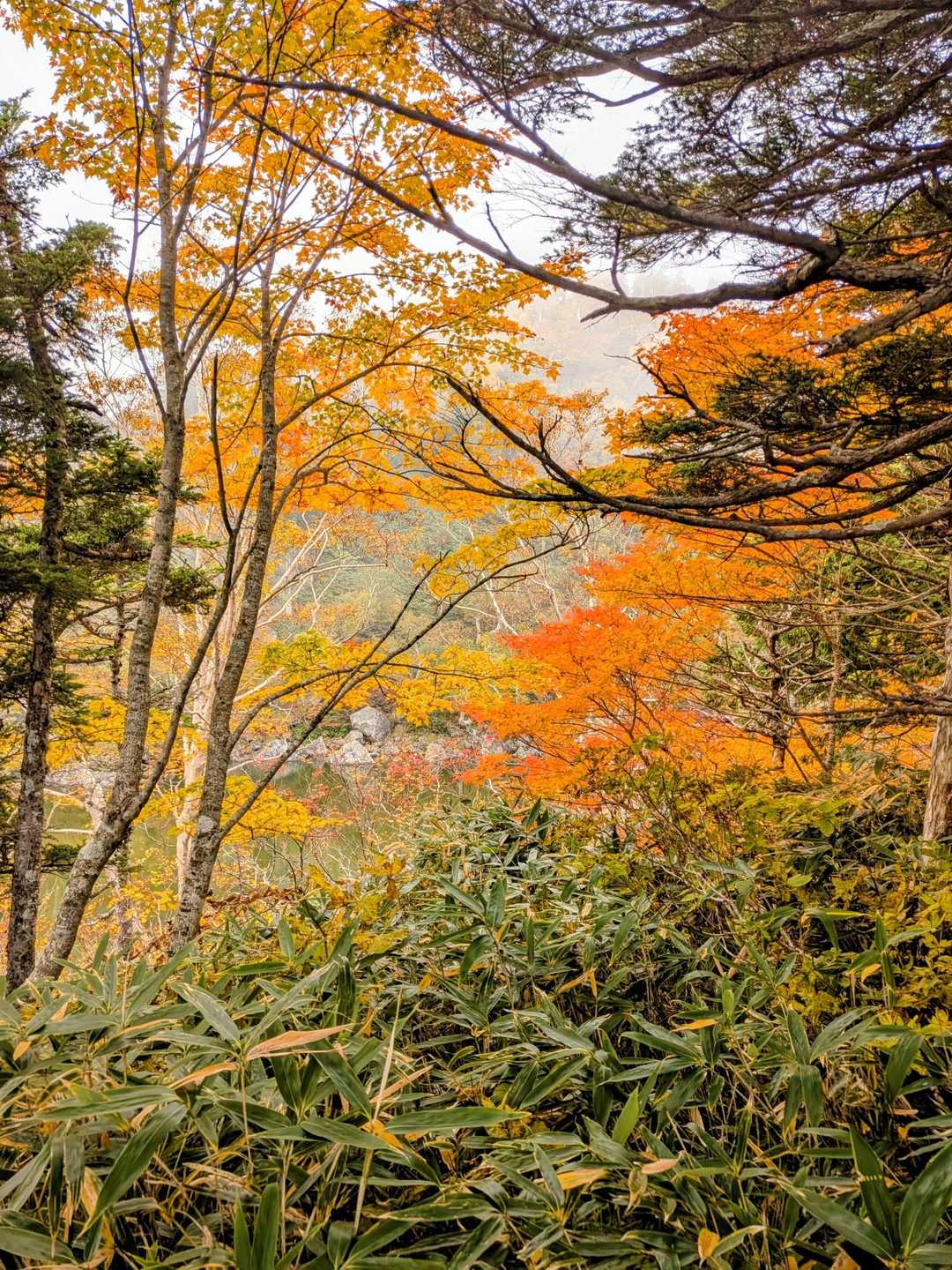 北野口登山口-風吹岳 往復コースの写真