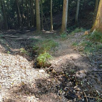 湧き水が流れる沢