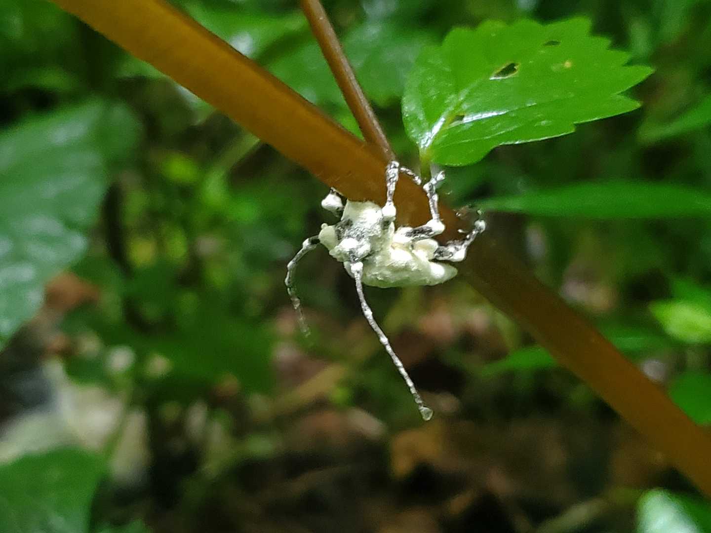 何虫？と思って良く見たら、白ひょう病菌にやられちゃったか……