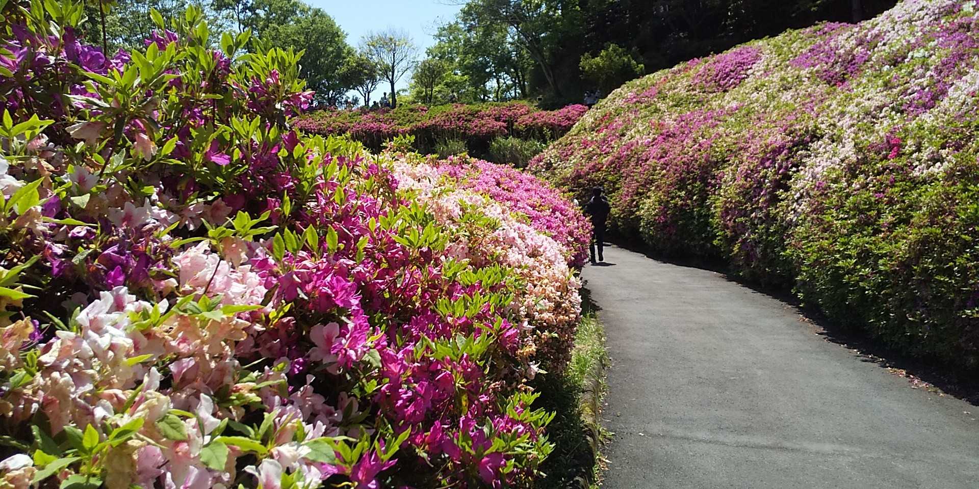 枯れかけと咲き始めが入り混じっている🌺🌺🌺