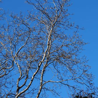 💙🪾
(シデコブシ)
✨情報提供：わたくさす様、ありがとうございます！