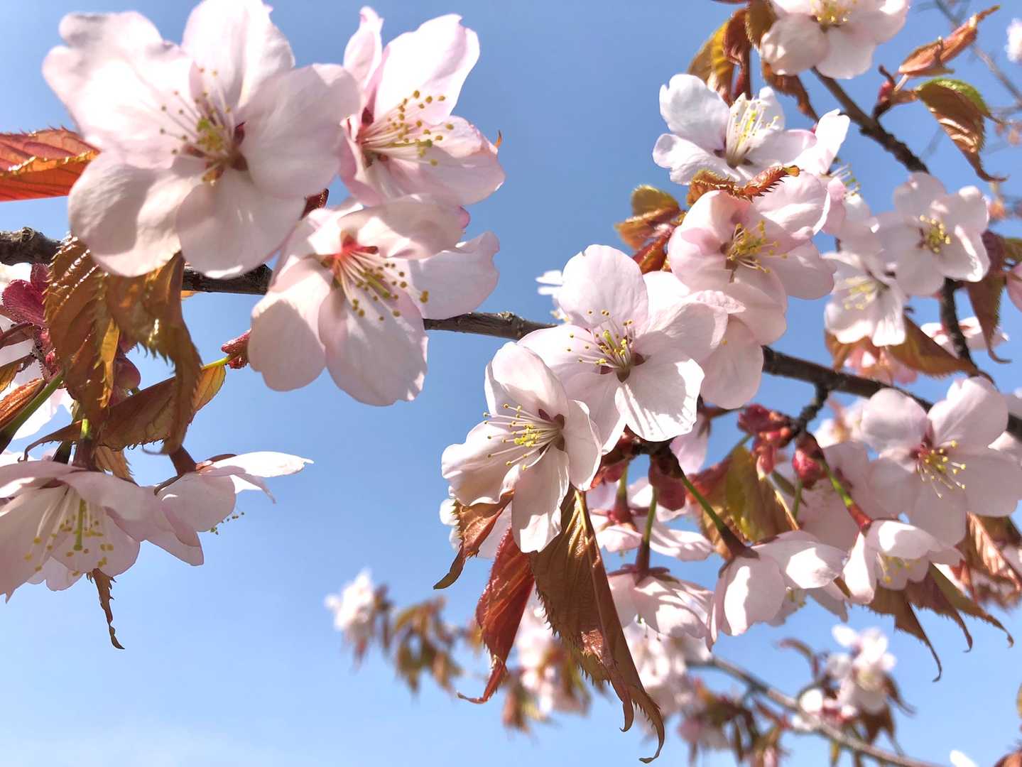 まだまだサクラ🌸