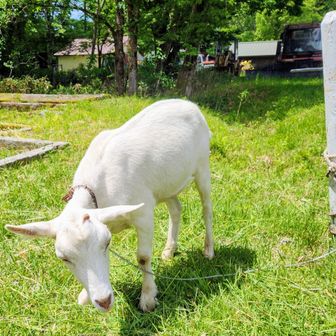 牧場のヤギを愛でる🐐