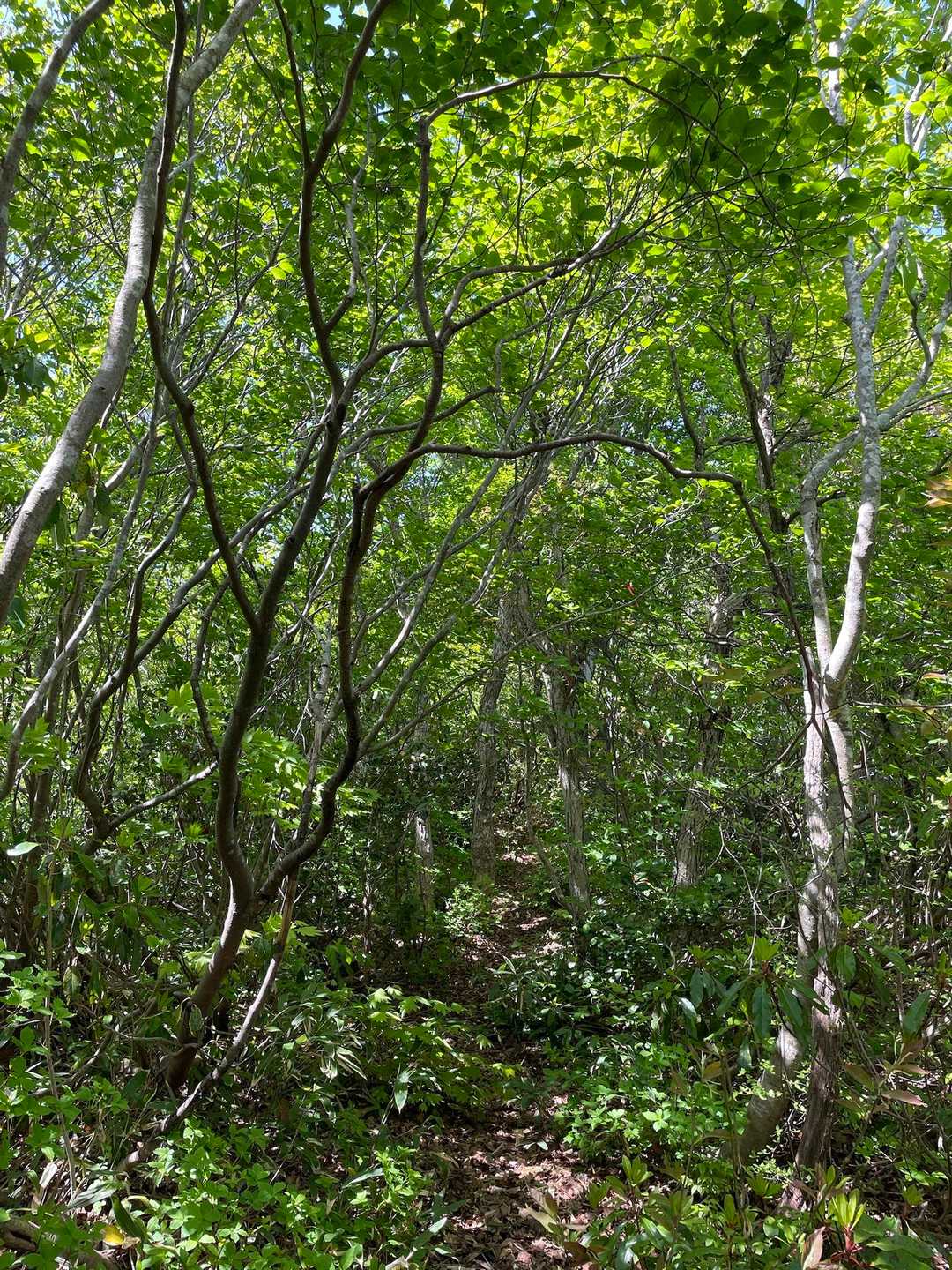 登山道は、ヤセ尾根もあるけれど整備されてます