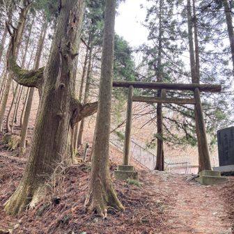 天狗の腰掛け杉に下山