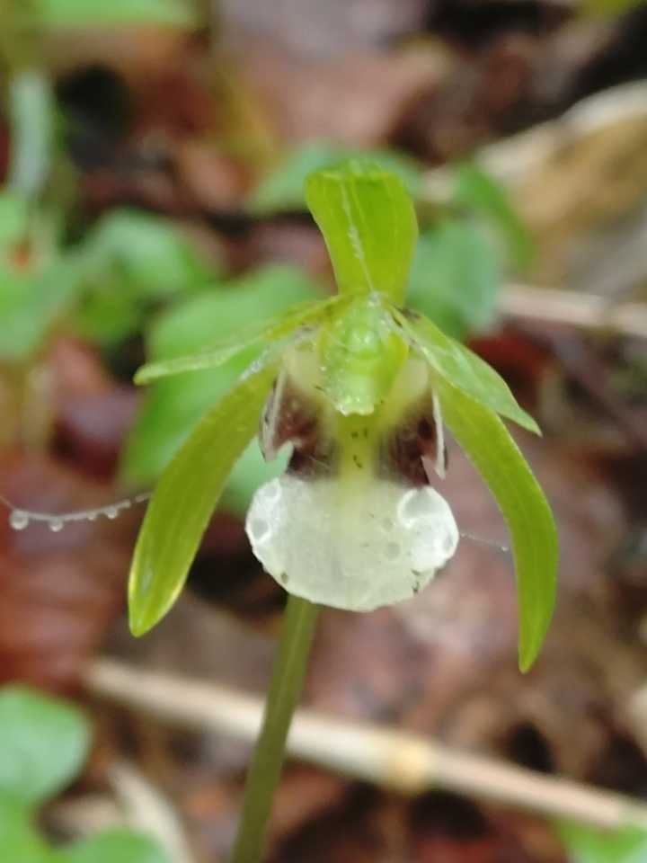 植物図鑑〜イチョウラン ラン科イチョウ / EIGERさんのモーメント